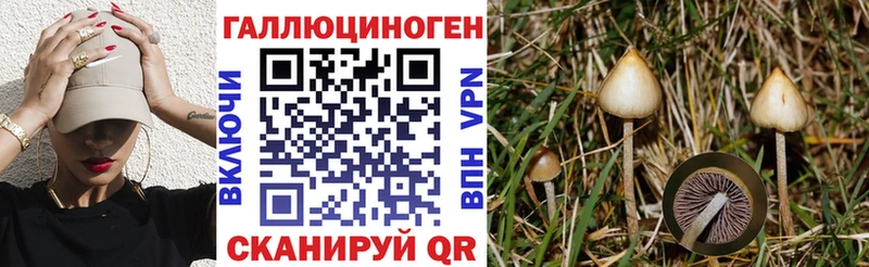 где можно купить   Александров  Галлюциногенные грибы Psilocybine cubensis 